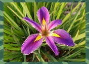 米兰真人-法国挑战瑞士，胜负将在一线之间