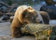 米兰体育,-雄狮击败灰熊，实力得到认可