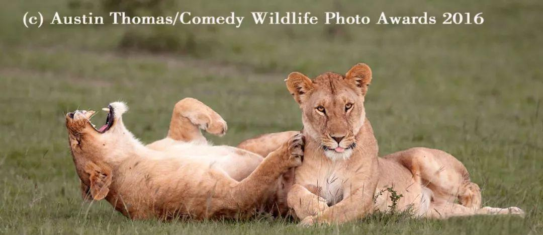 雄狮击败灰熊，实力得到认可