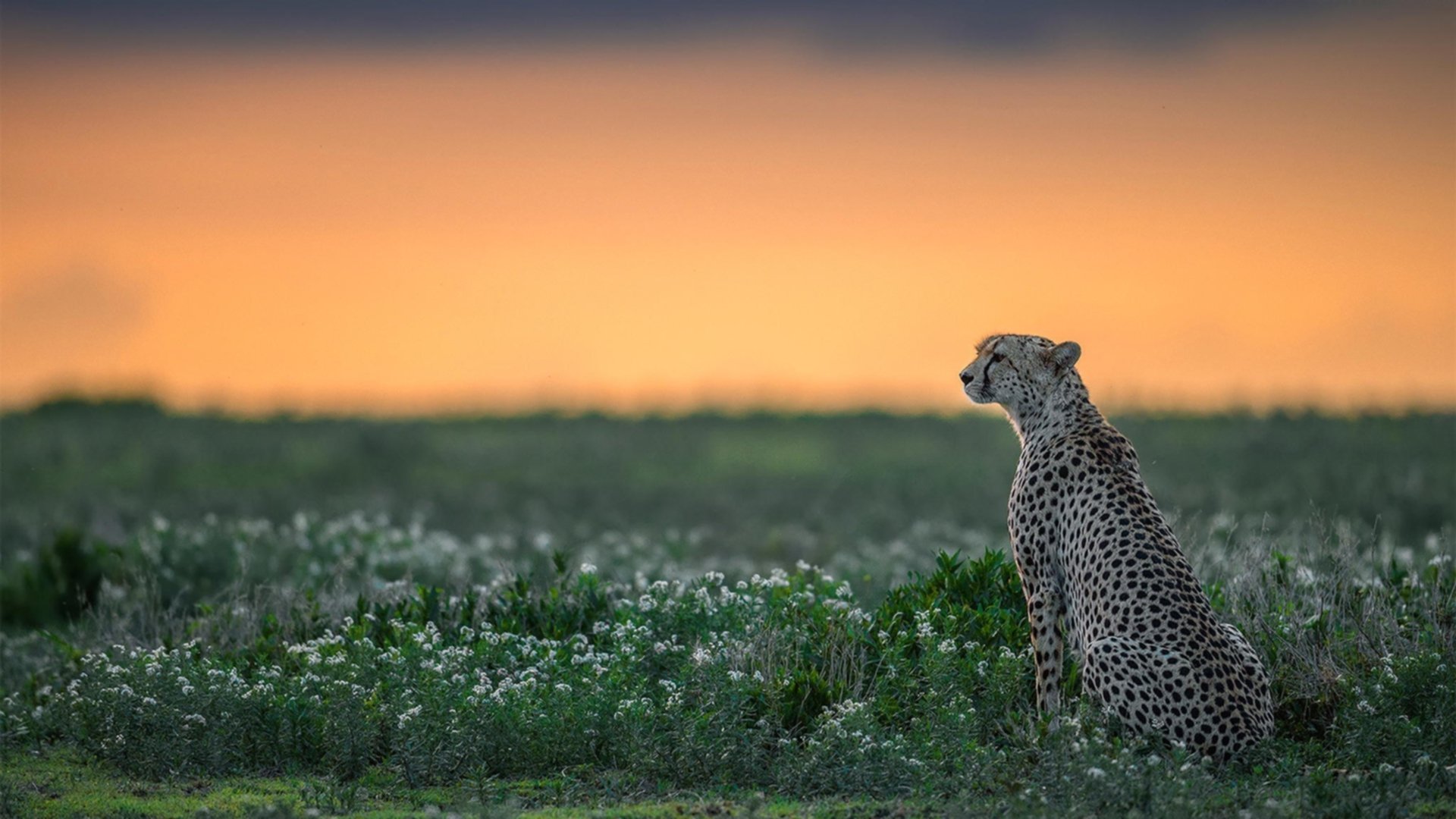 约基奇用实力证明自己,爵士正面击溃山西队